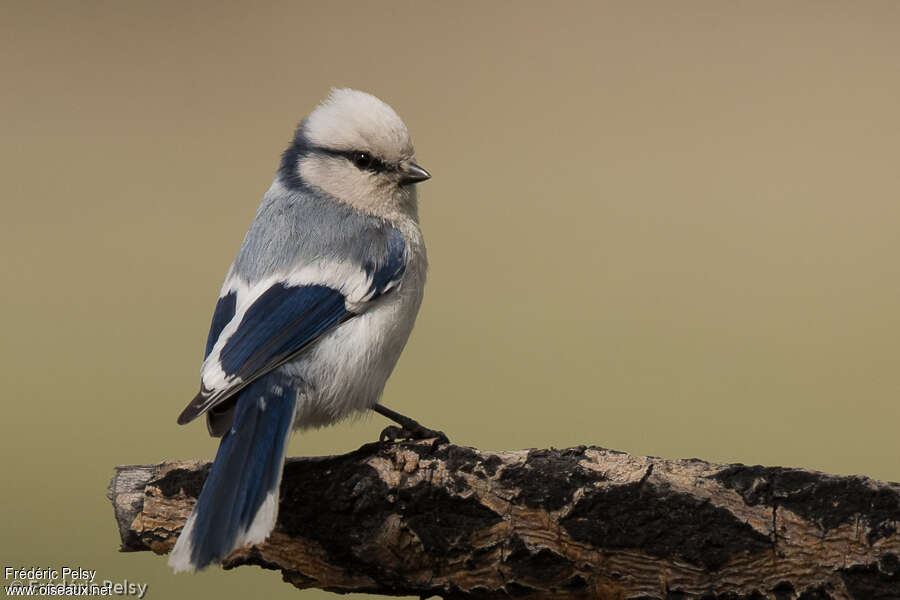 Mésange azuréeadulte nuptial, pigmentation