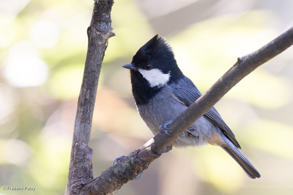 Rufous-vented Tit