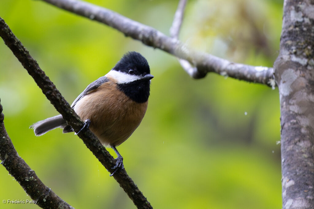 Pere David's Tit