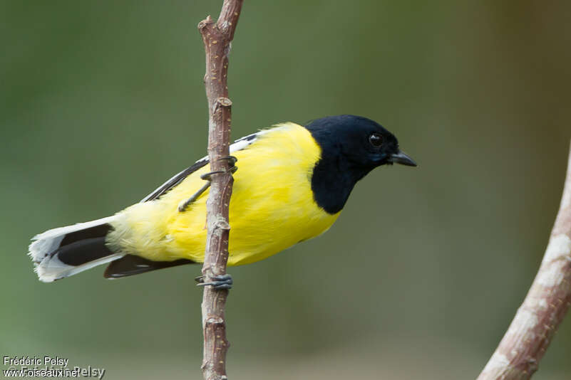 Mésange de Palawan