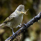 Mésange modeste