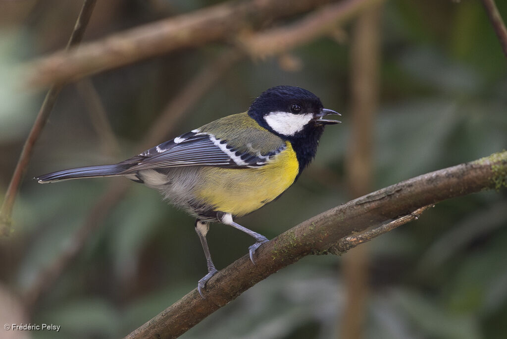 Green-backed Tit