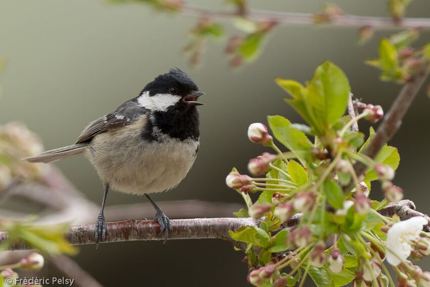 Mésange noireadulte