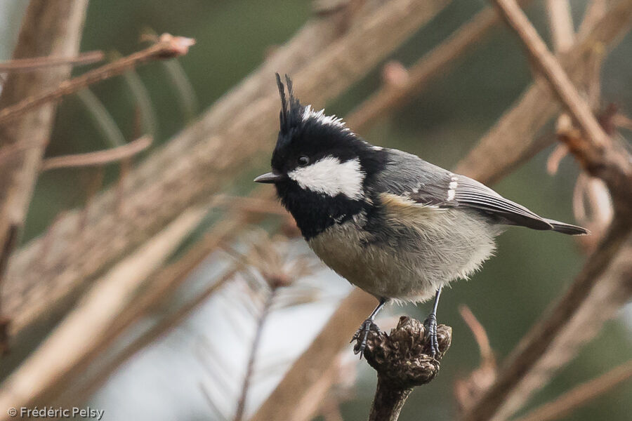 Mésange noire