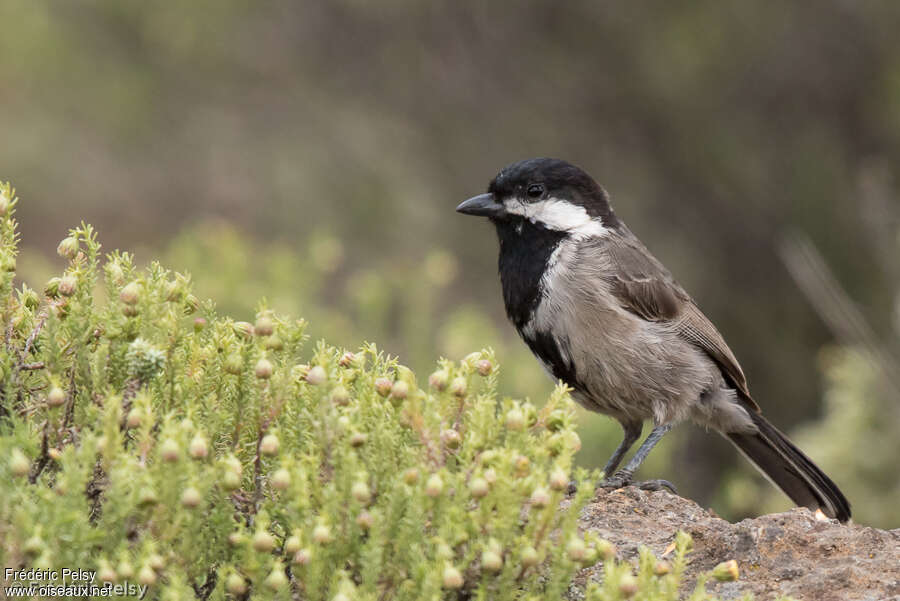 Mésange petit-deuiladulte, identification