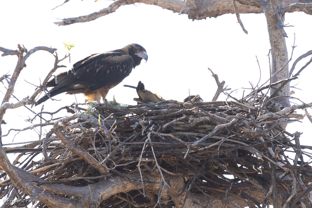 Milan à plastron - Bondrée à plastron<br />adulte, Nidification