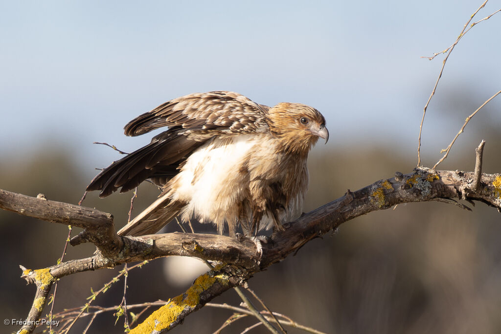 Whistling Kite