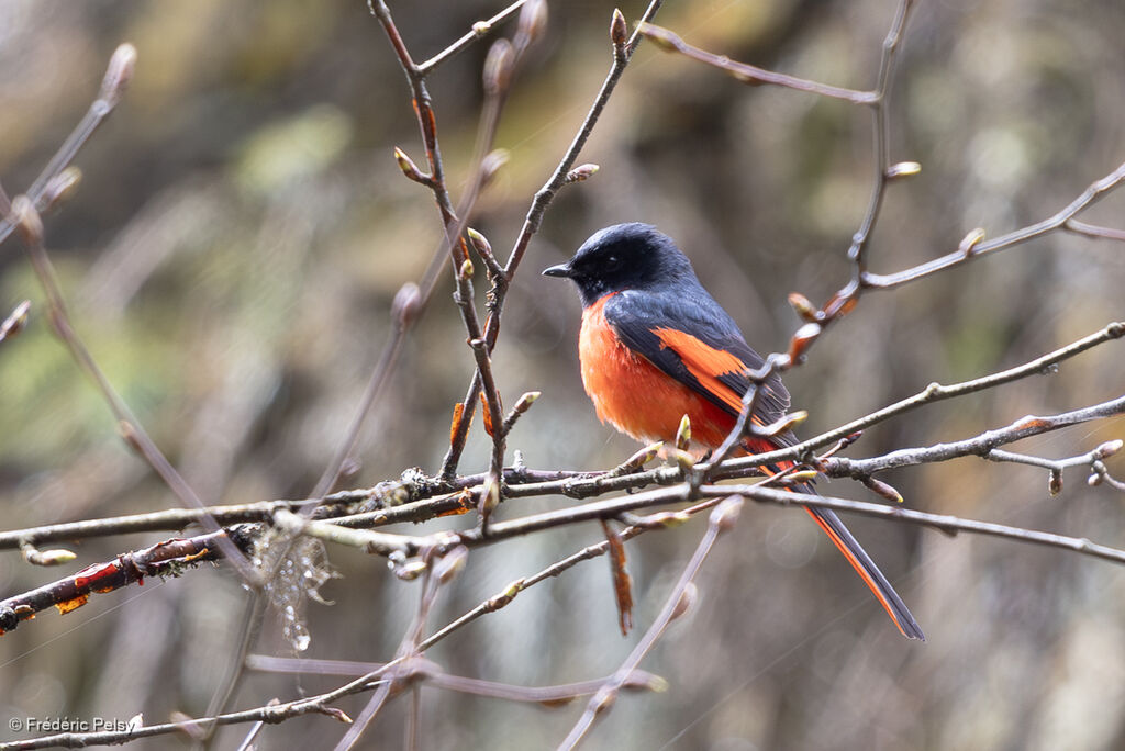 Short-billed Minivet