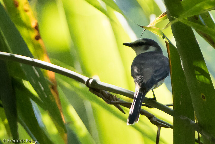 Minivet cendré mâle, identification