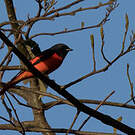 Minivet rouge