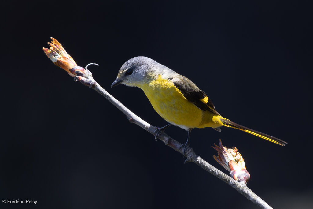 Minivet rouge