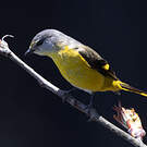 Minivet rouge