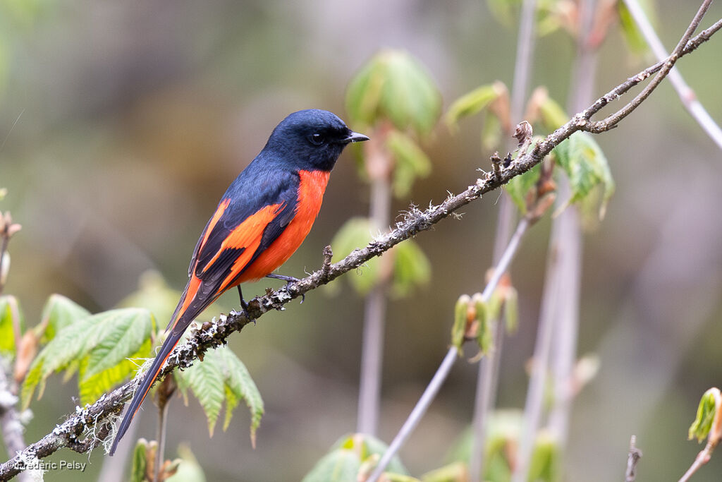 Long-tailed Minivet