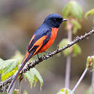 Minivet rouge