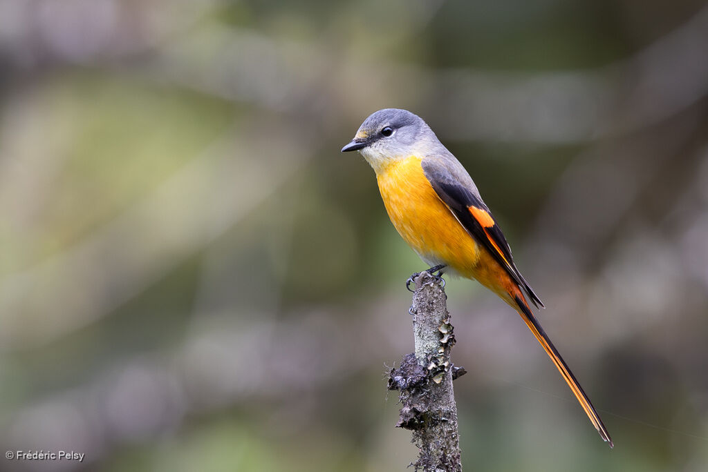 Long-tailed Minivet