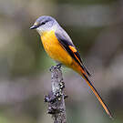 Minivet rouge