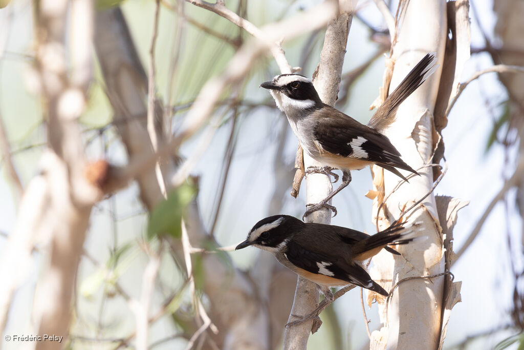 Miro à flancs chamoisadulte