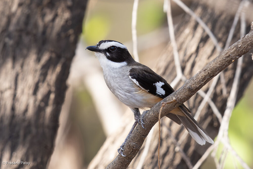 Miro à flancs chamoisadulte