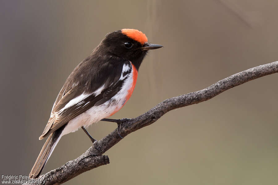 Red-capped Robin male adult, identification