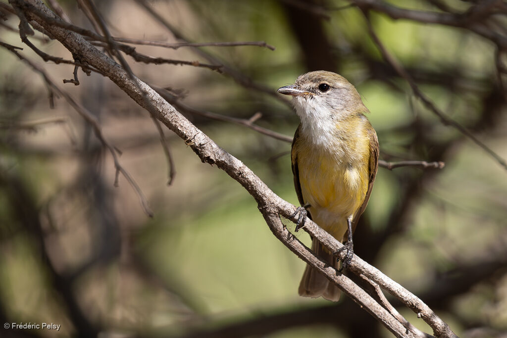 Miro à ventre citronadulte