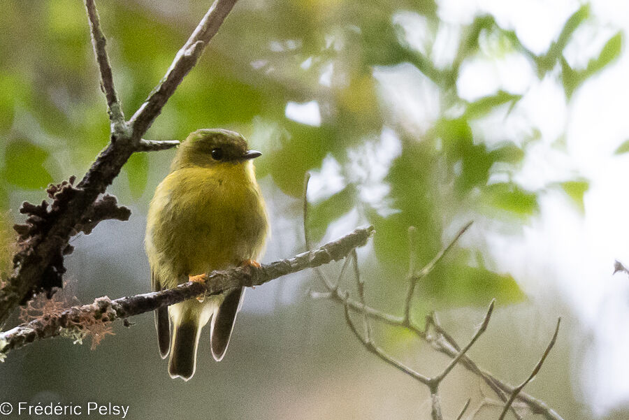 Canary Flyrobin