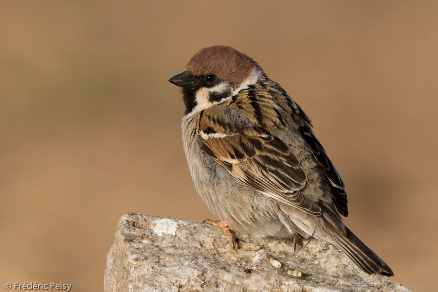 Moineau friquetadulte