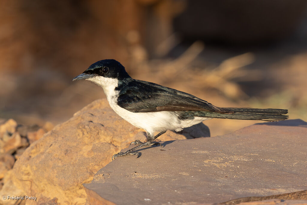 Monarque menuimmature
