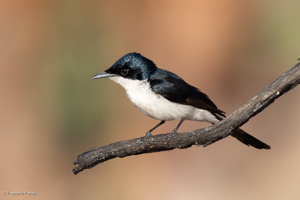 Paperbark Flycatcherimmature