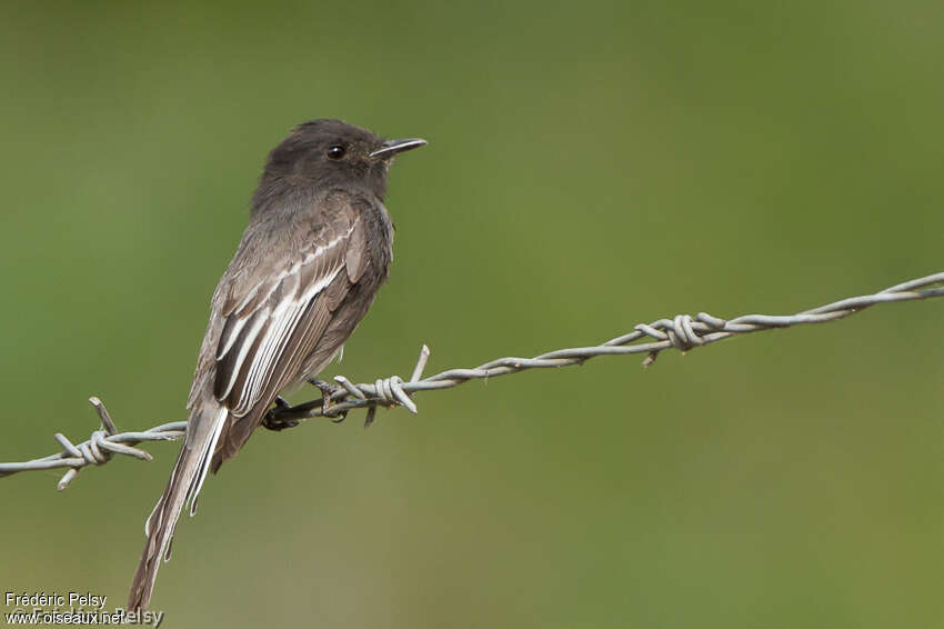 Black Phoebeadult, moulting, pigmentation