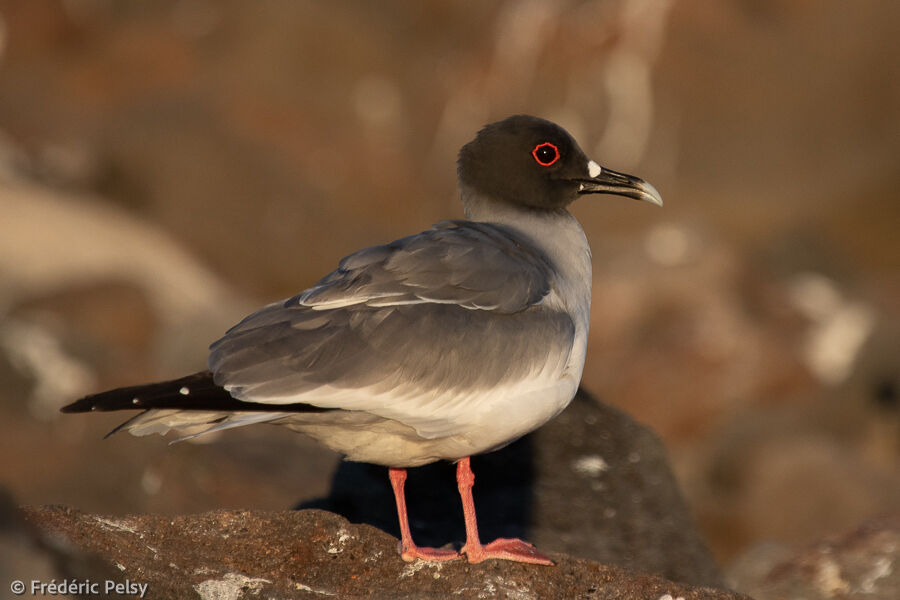 Mouette à queue fourchueadulte