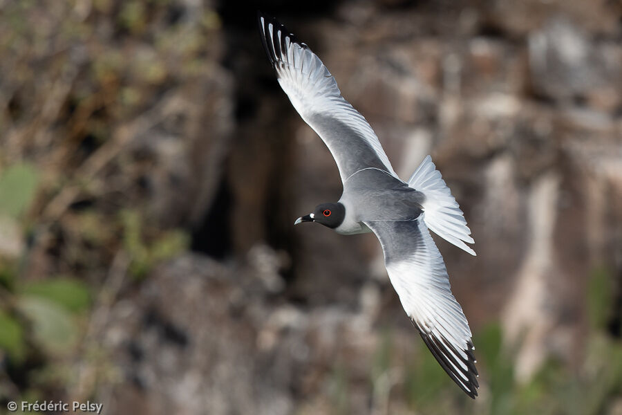 Mouette à queue fourchue, Vol
