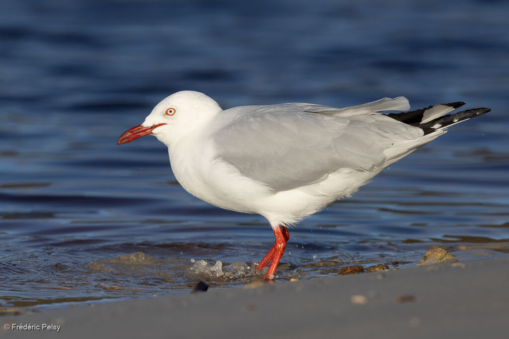 Mouette argentée