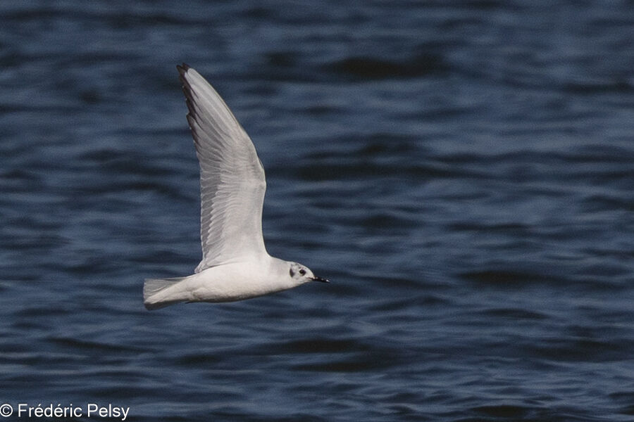 Bonaparte's Gulladult, Flight