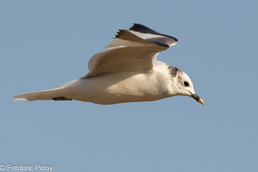 Sabine's Gulladult, Flight