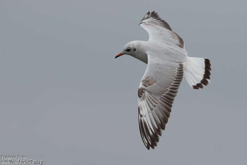Mouette du Tibet2ème année, composition, pigmentation, Vol