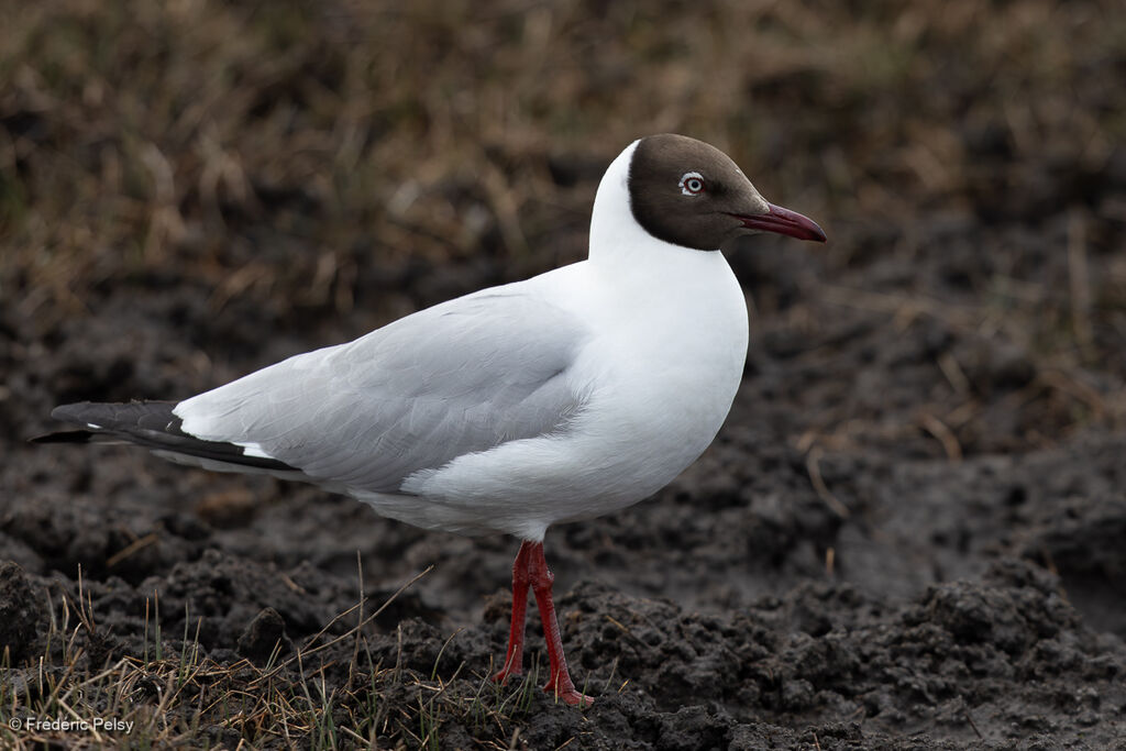 Mouette du Tibet