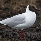 Mouette du Tibet