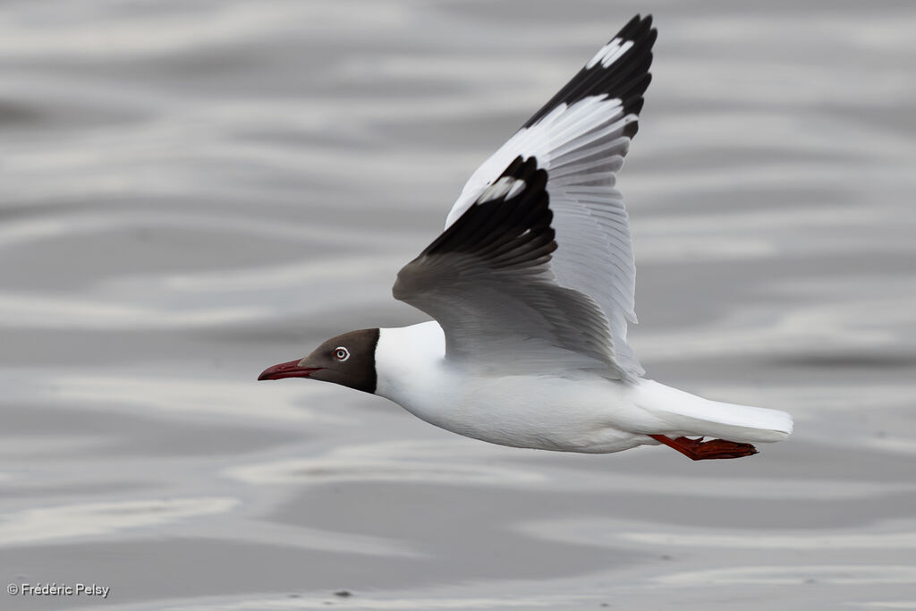 Brown-headed Gull