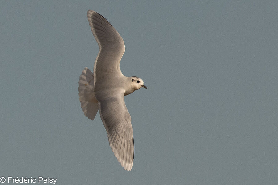 Mouette pygméeadulte