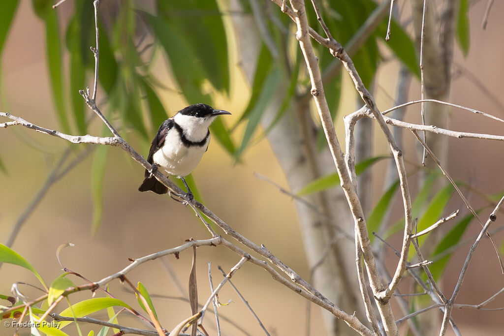 Myzomèle à collier - Méliphage à collier<br />adulte