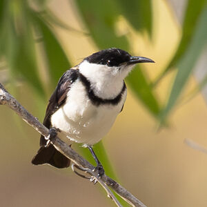 Myzomèle à collier