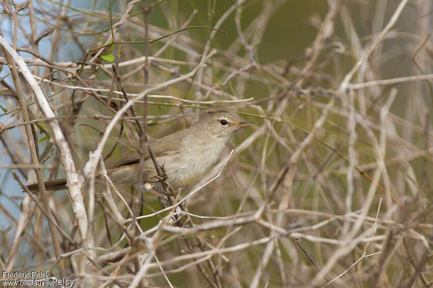 Nésille du pré-désertadulte, identification