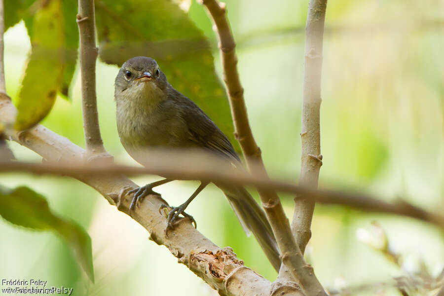Nésille malgacheadulte, identification
