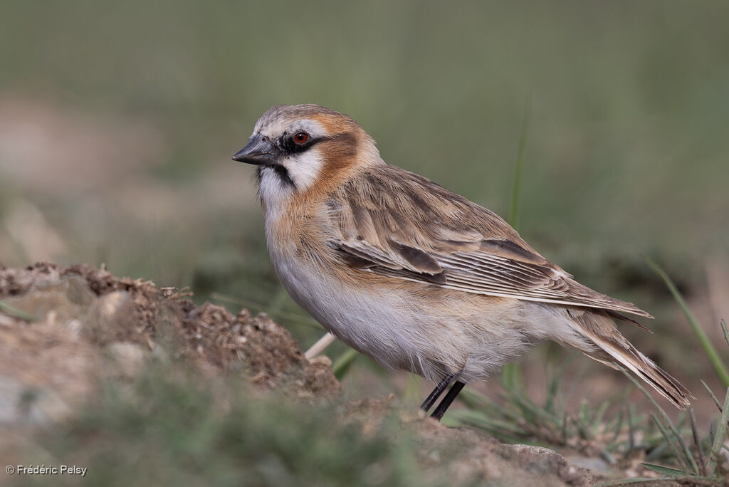 Rufous-necked Snowfinch