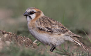 Niverolle à cou roux