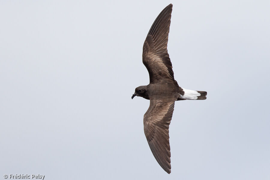 Wedge-rumped Storm Petreladult, Flight