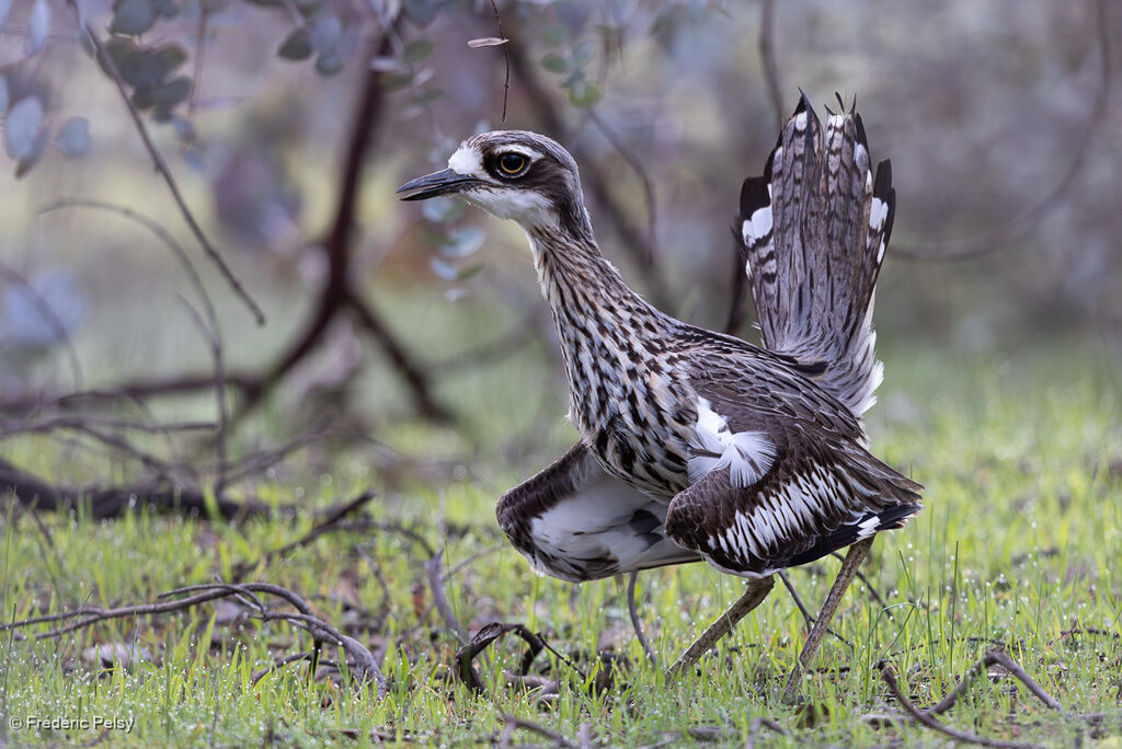 Bush Stone-curlew