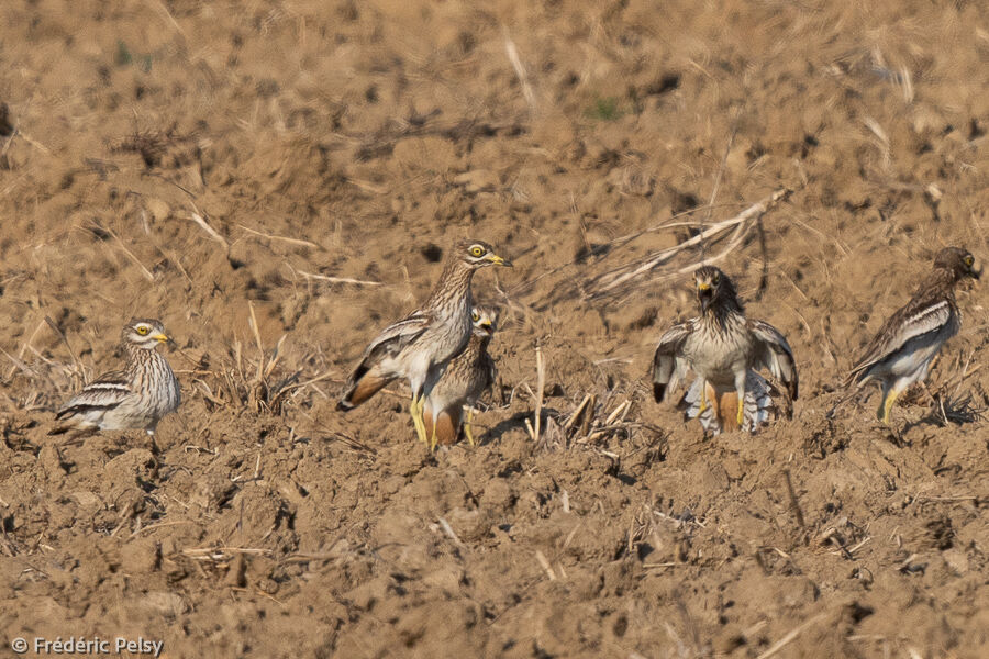 Eurasian Stone-curlew, colonial reprod.
