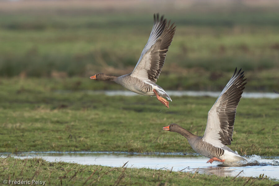 Greylag Goose, Flight