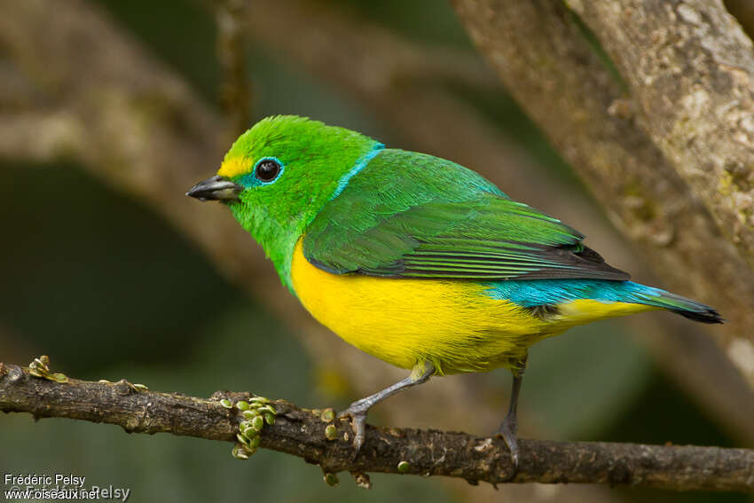 Blue-naped Chlorophonia male adult, identification